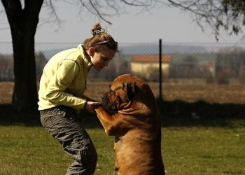 Do you like to have a pet?