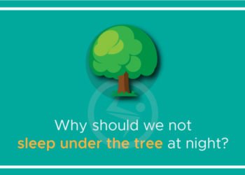 Why should we not sleep under the tree at night?