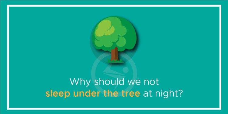 Why should we not sleep under the tree at night?