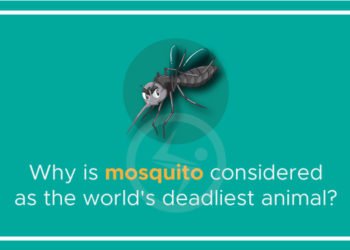 Why is mosquito considered as the world’s deadliest animal?