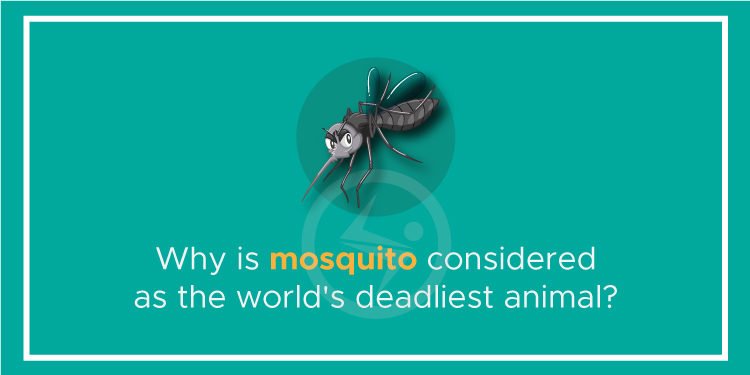 Why is mosquito considered as the world’s deadliest animal?