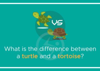 What is the difference between a turtle and a tortoise?
