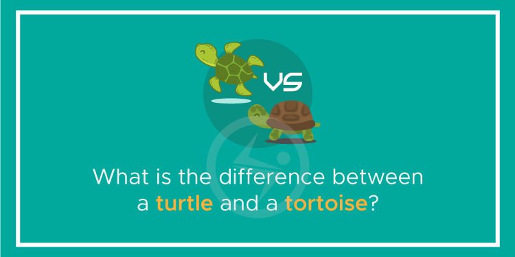 What is the difference between a turtle and a tortoise?
